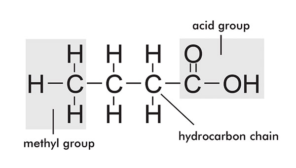 Lipid lore: Oils, fats and waxes (1) Lipid lore: Oils, fats and waxes (1)